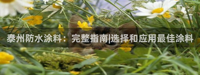 和记平台官网：泰州防水涂料：完整指南|选择和应用最佳涂料